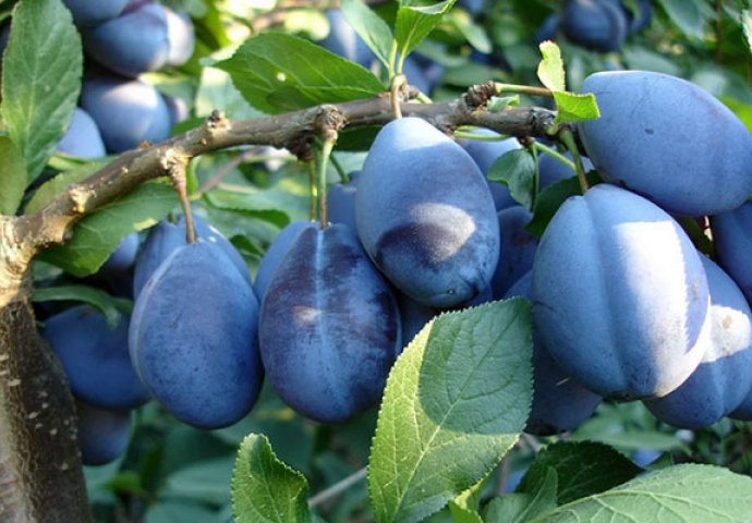 Važnost očuvanja starih sorti voćaka